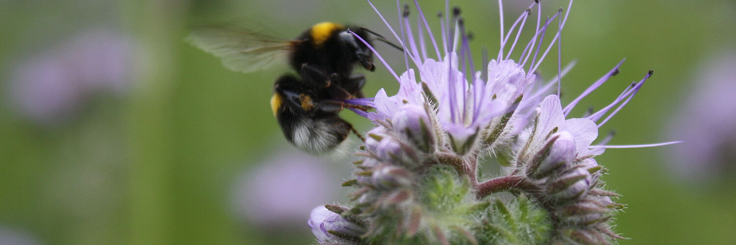 Das Bild zeigt eine Biene auf einer Blume.